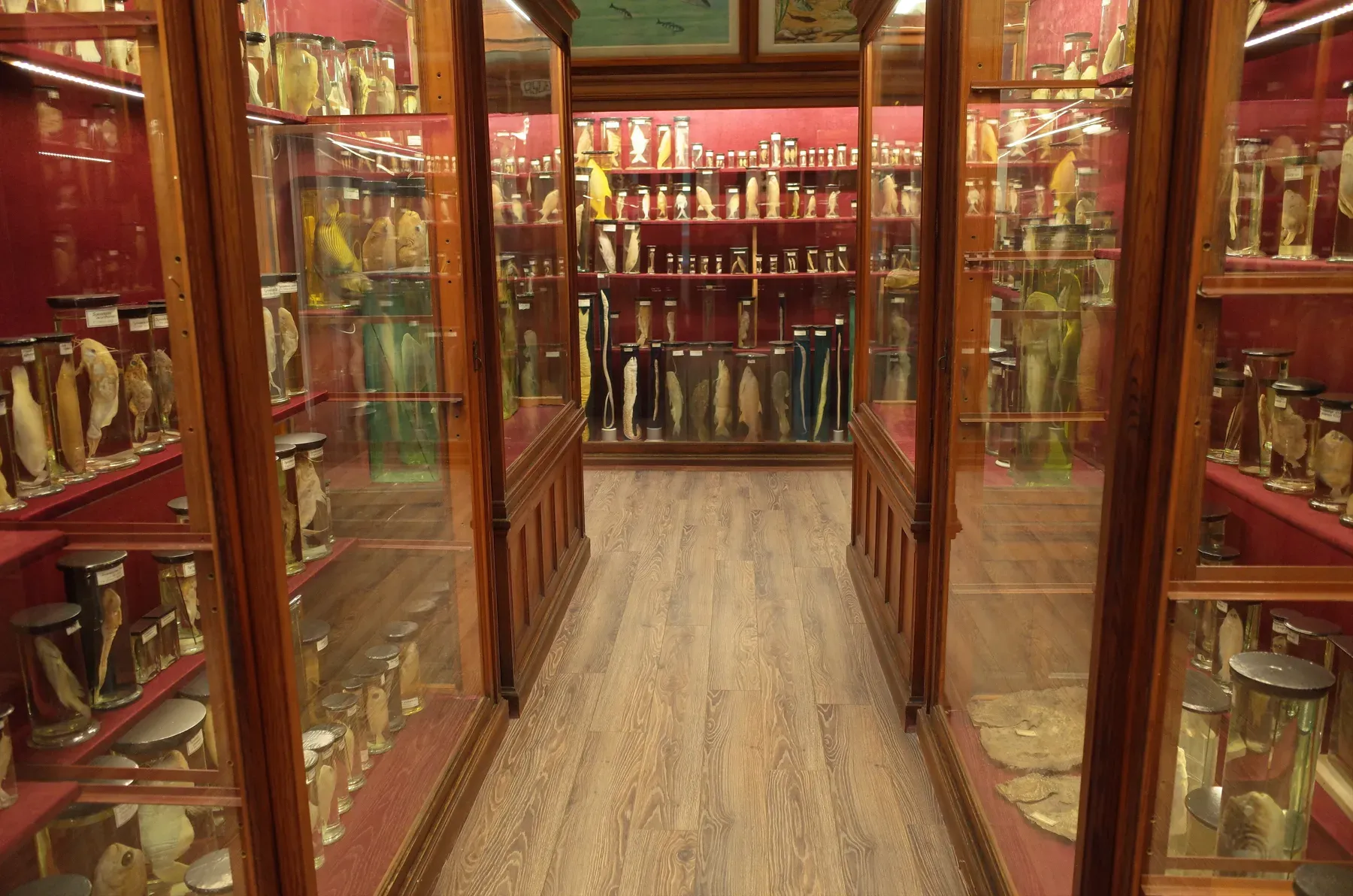 Display cases in a hall of the Zoological Museum